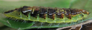 Larvae